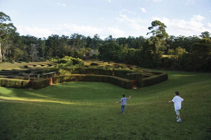 Bago Vineyards maze