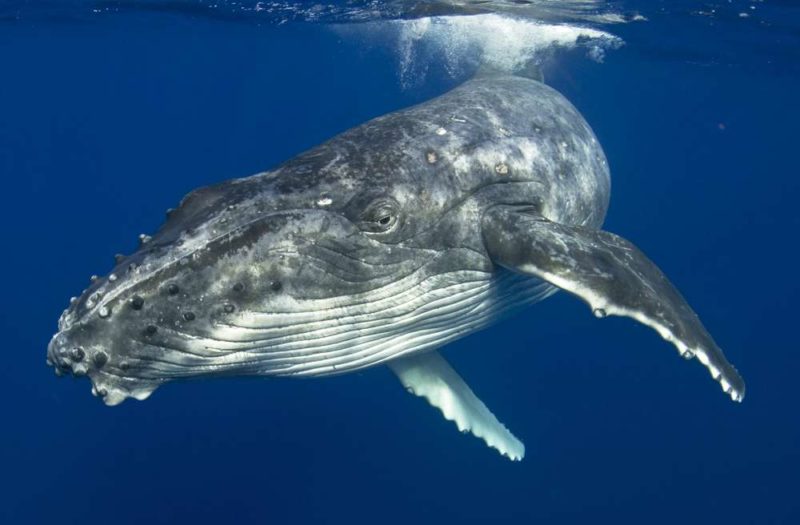 humpback whale woolgoolga 