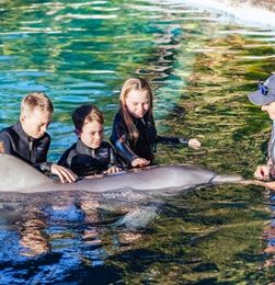 Dolphin Marine Conservation Park