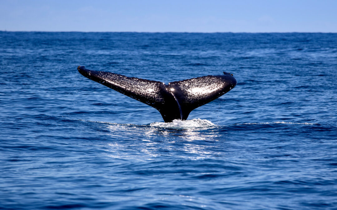 Whale Watching Season on the Coffs Coast