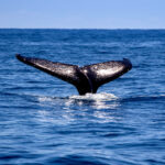 Whale Watching Coffs Coast