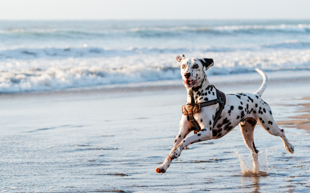 Pet-Friendly Adventures on the Coffs Coast
