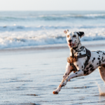 Woolgoolga Lakeside Holiday Park Pet Friendly