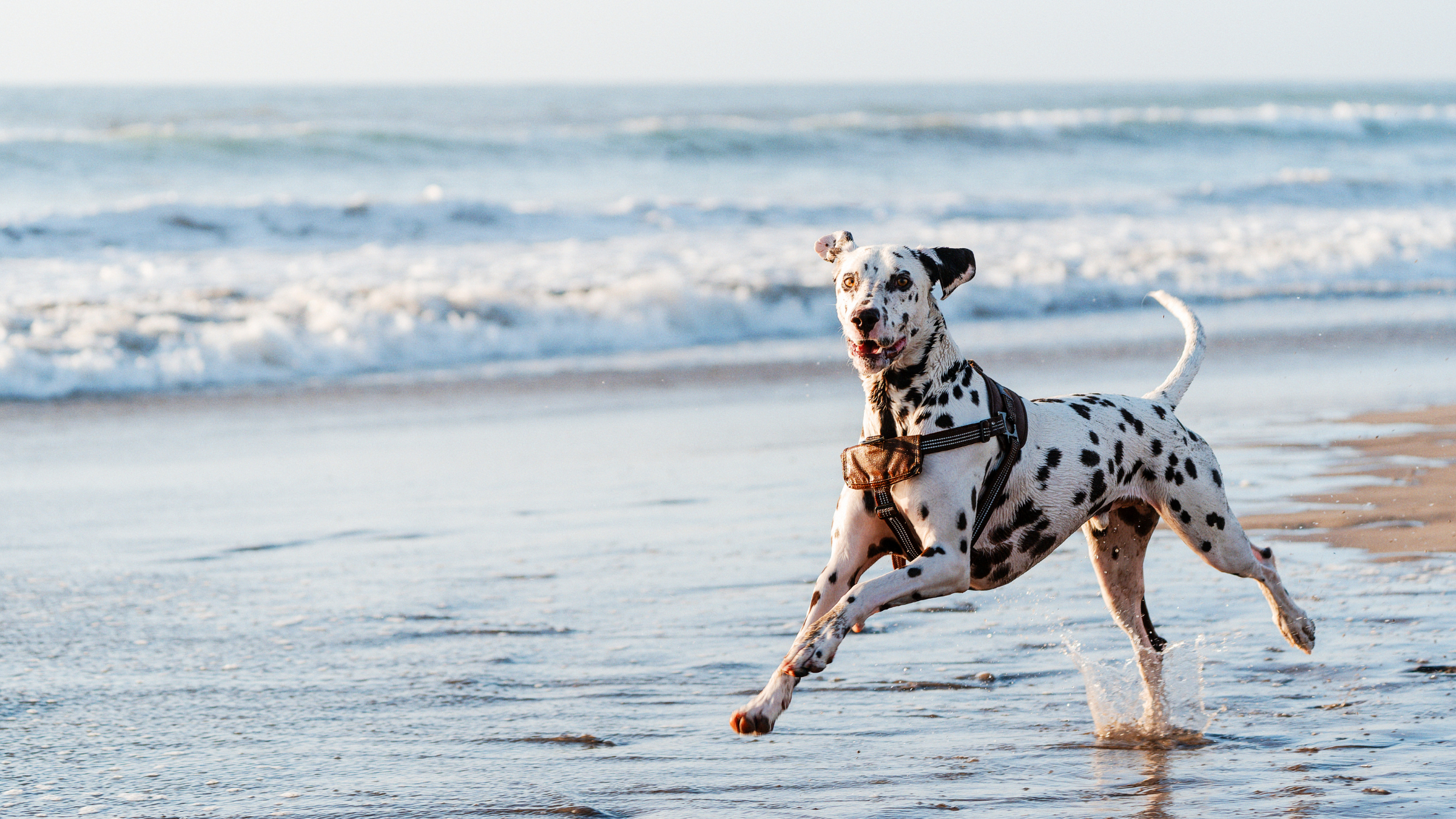 Woolgoolga Lakeside Holiday Park Pet Friendly Woolgoolga Lakeside Holiday Park Pet Friendly