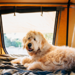 Pet Friendly Woolgoolga Lakeside
