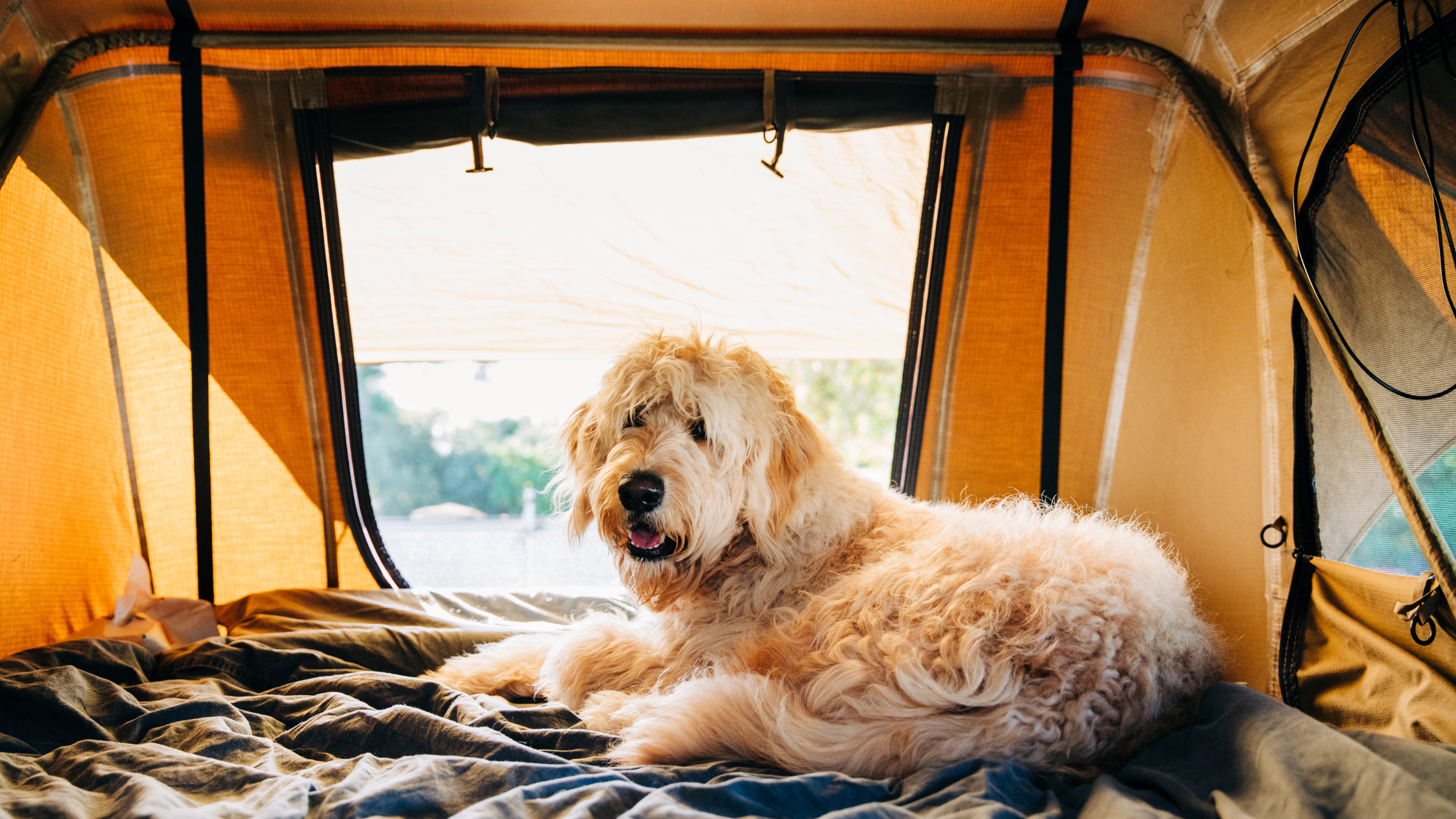 Pet Friendly Woolgoolga Lakeside Pet Friendly Woolgoolga Lakeside