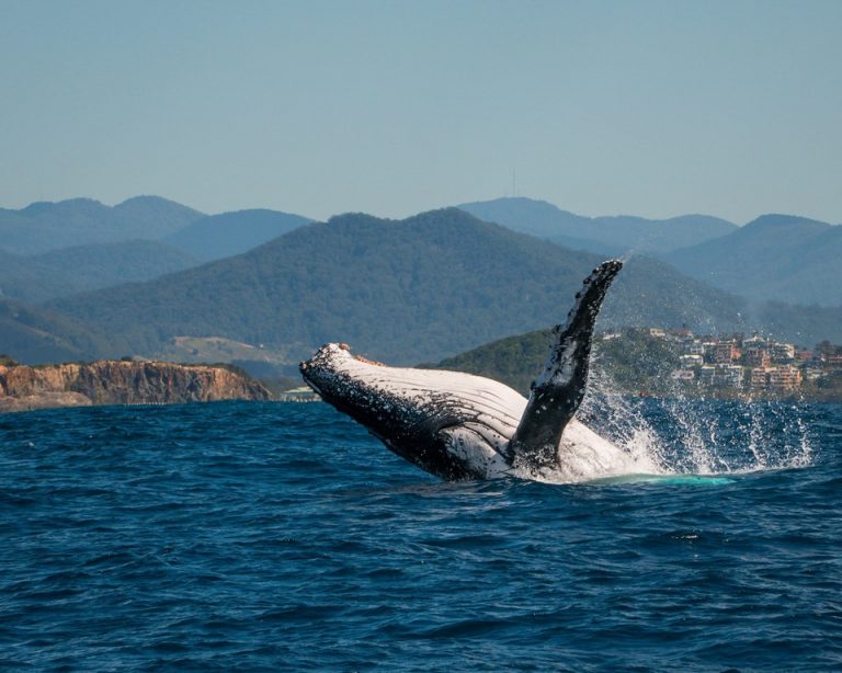 SolitaryIslandMarinePark_Whale_Watching_82020_PARK_TOM-15-768x614