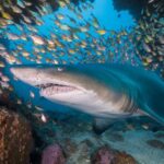 Solitary Island Marine Park shark fish