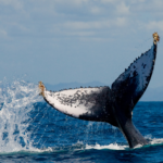 Whale watching season