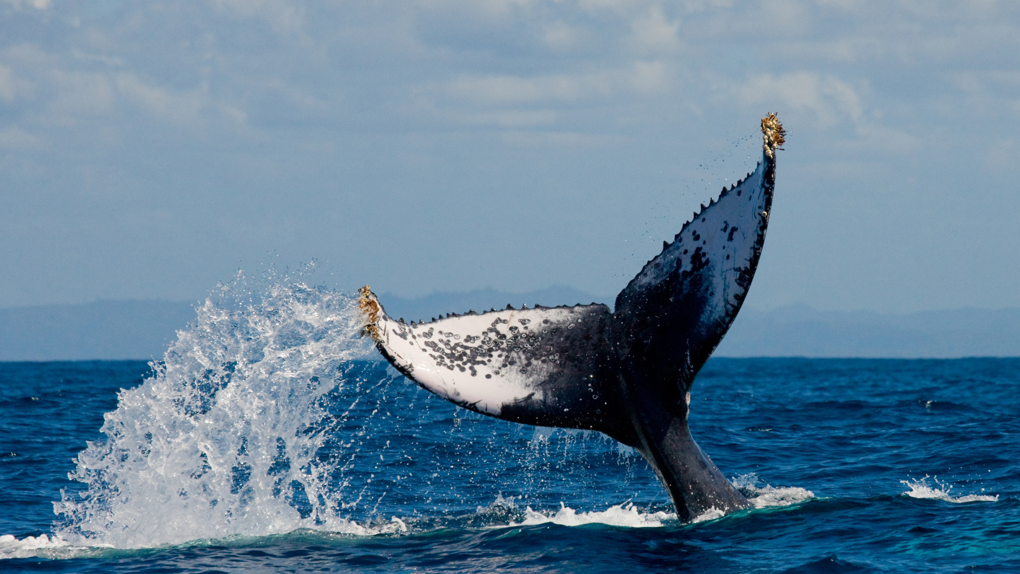 Whale watching season