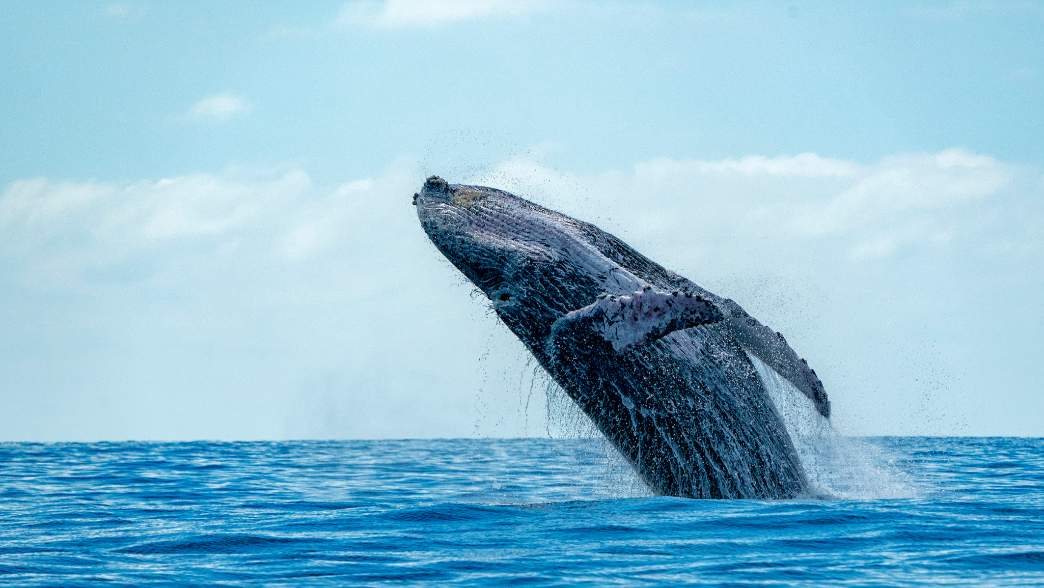 Whale watching season