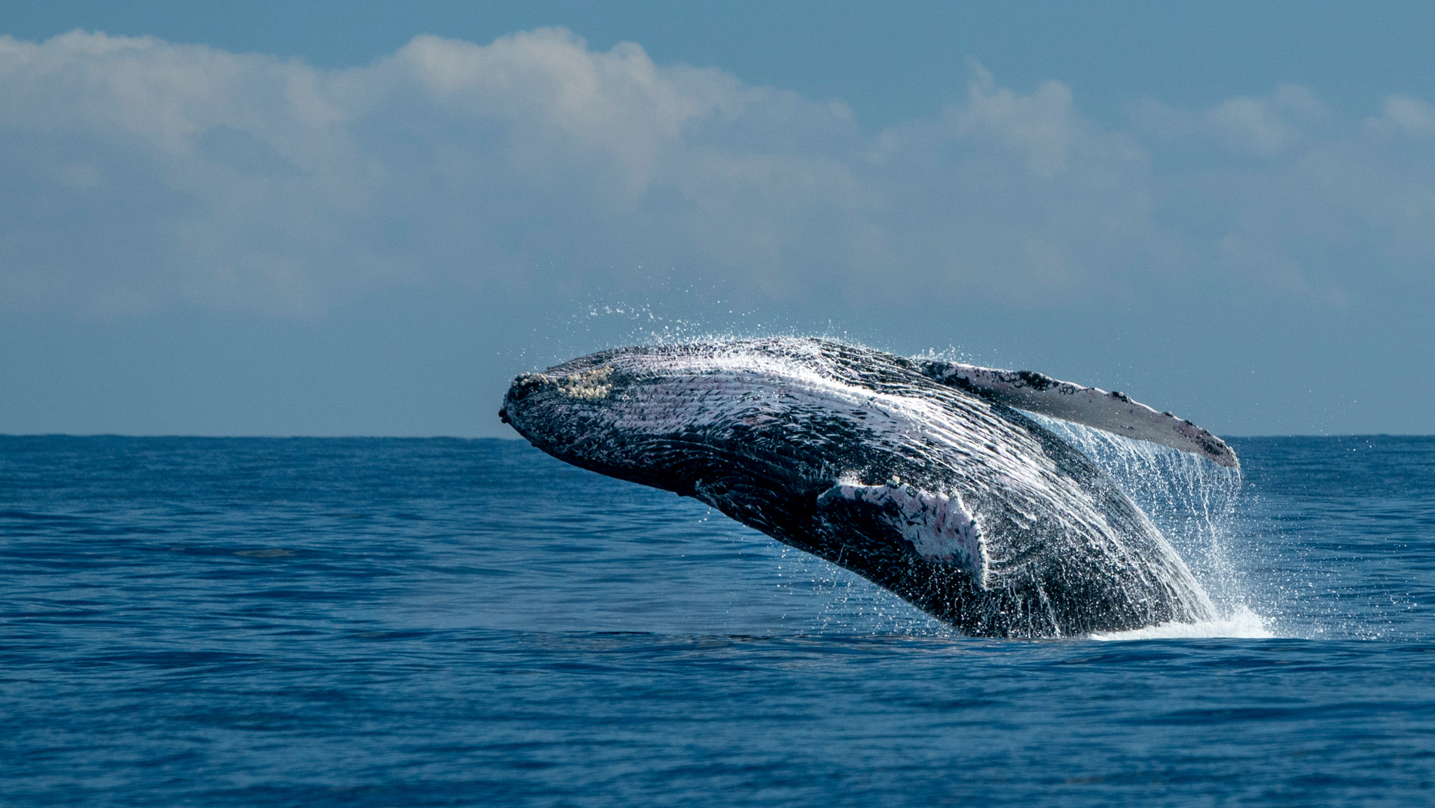 Whale watching season