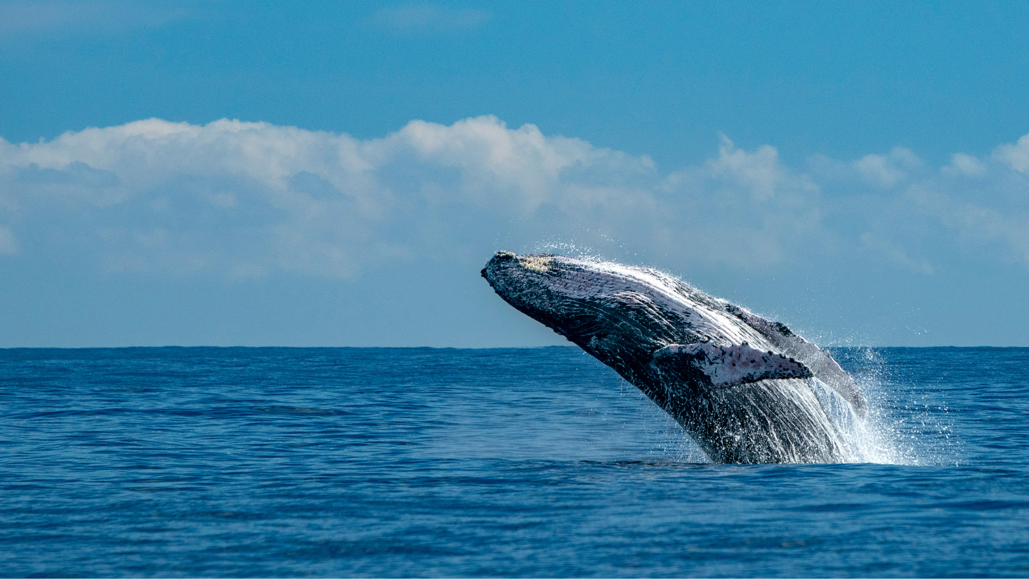 Whale watching season